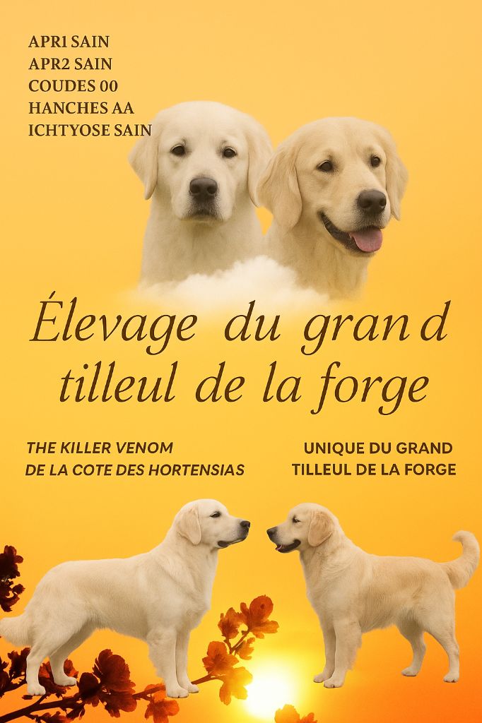 Mariage de Unique avec un très beau mâle, The killer Venom