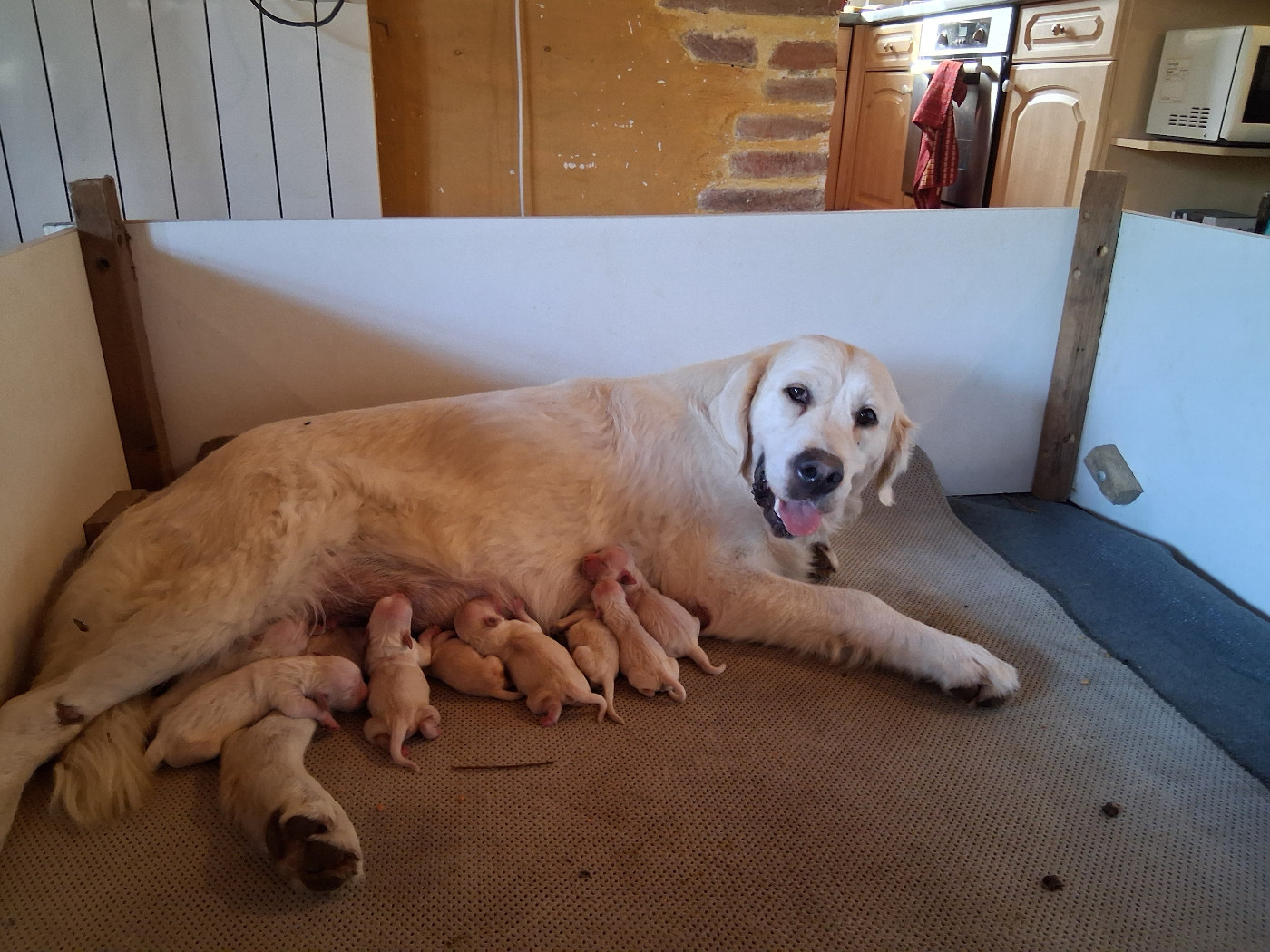 Du Grand Tilleul De La Forge - Chiots disponibles - Golden Retriever