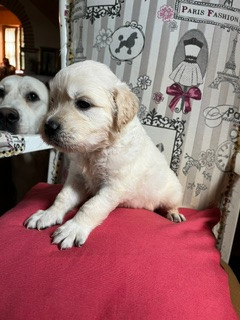 Du Grand Tilleul De La Forge - Chiots disponibles - Golden Retriever