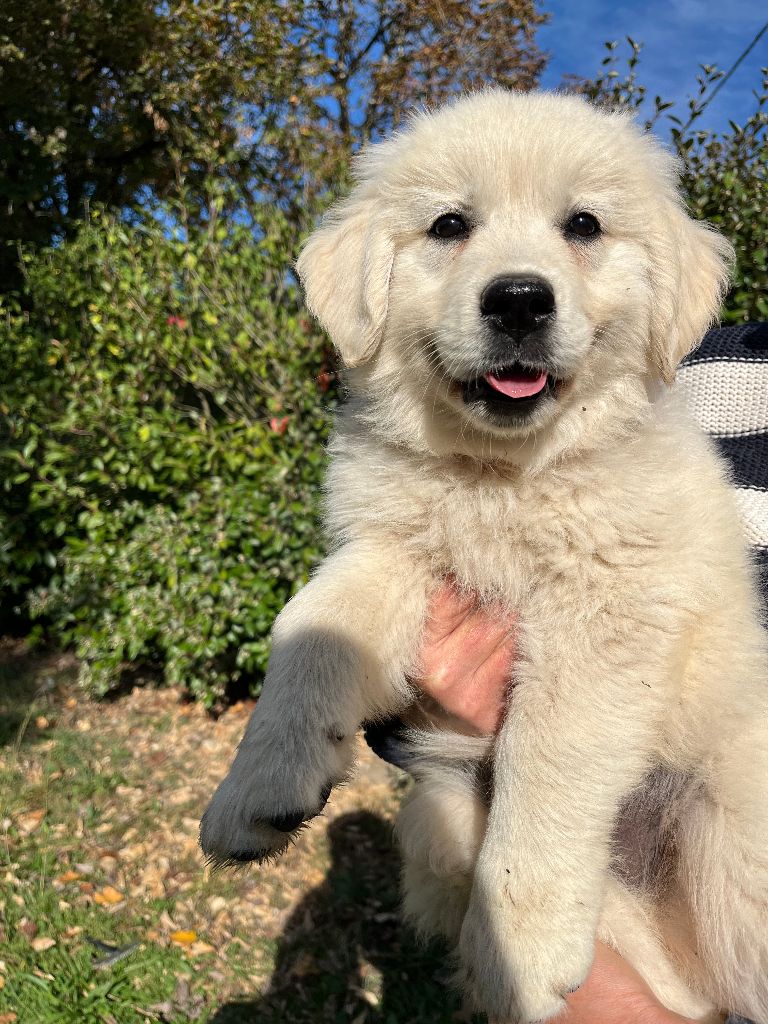 Du Grand Tilleul De La Forge - Chiots disponibles - Golden Retriever