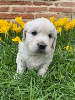 Du Grand Tilleul De La Forge - Chiots disponibles - Golden Retriever