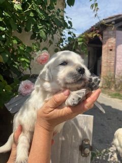 Du Grand Tilleul De La Forge - Chiots disponibles - Golden Retriever