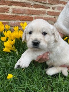 Du Grand Tilleul De La Forge - Chiots disponibles - Golden Retriever