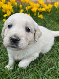 Du Grand Tilleul De La Forge - Chiots disponibles - Golden Retriever