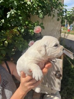 Du Grand Tilleul De La Forge - Chiots disponibles - Golden Retriever