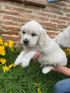 Du Grand Tilleul De La Forge - Chiots disponibles - Golden Retriever