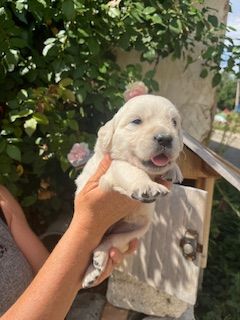 Du Grand Tilleul De La Forge - Chiots disponibles - Golden Retriever