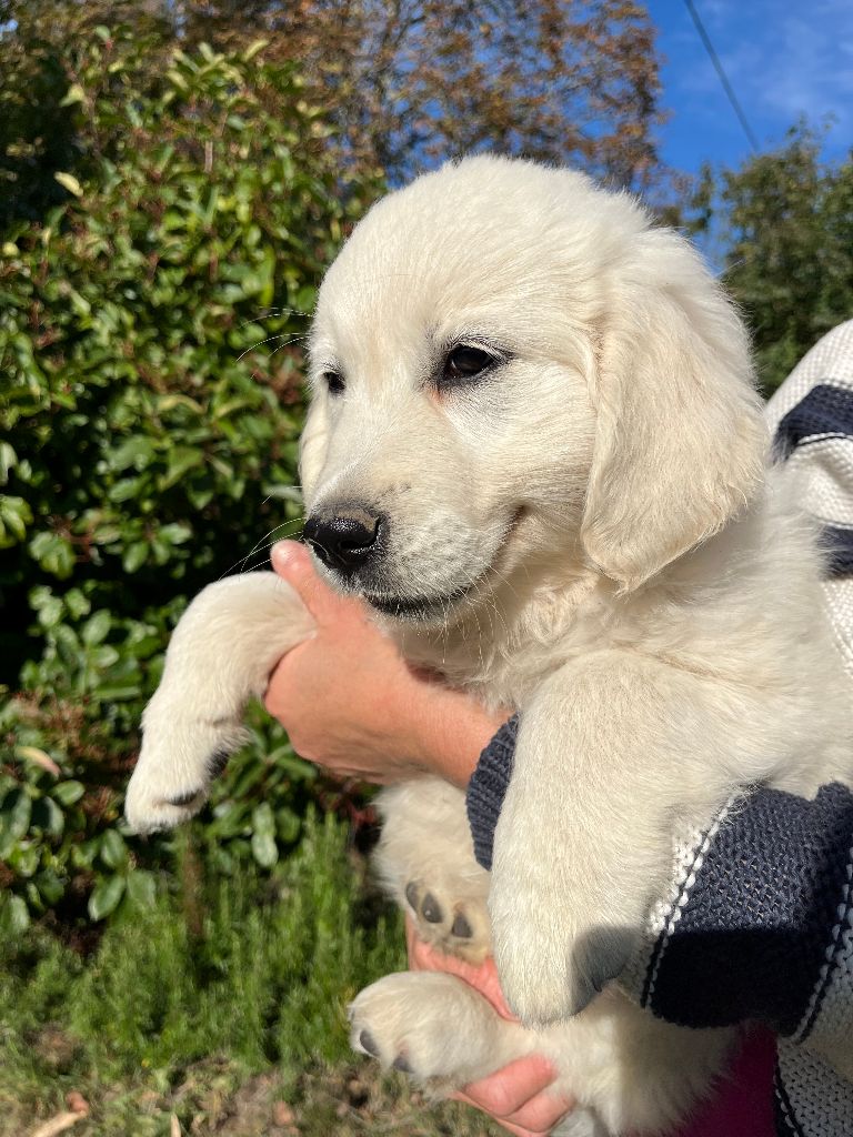 Du Grand Tilleul De La Forge - Chiots disponibles - Golden Retriever
