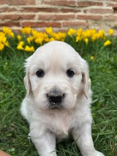 Du Grand Tilleul De La Forge - Chiots disponibles - Golden Retriever