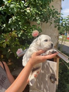 Du Grand Tilleul De La Forge - Chiots disponibles - Golden Retriever