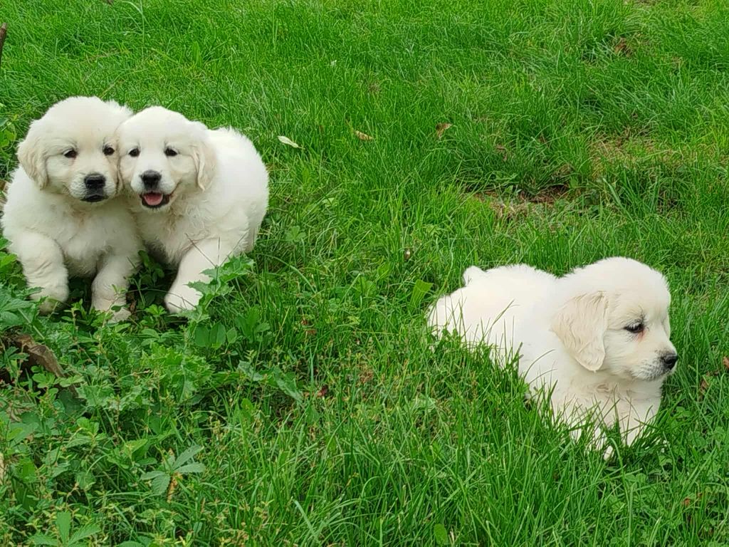 Du Grand Tilleul De La Forge - Golden Retriever - Portée née le 11/08/2025
